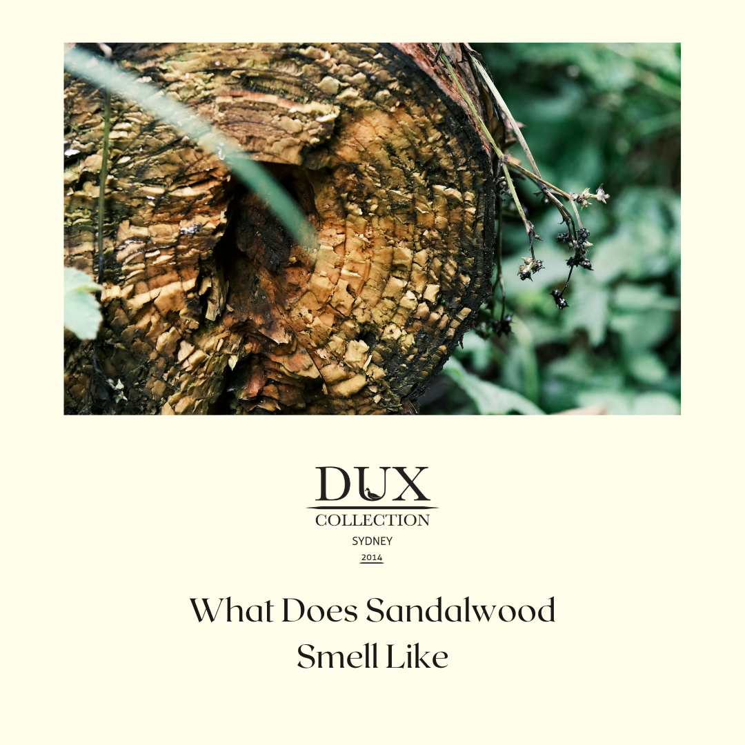 What Does Sandalwood Actually Smell Like?